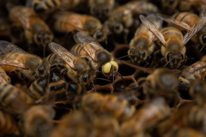 Why Spring Triggers Bee Infestations & How to Prepare