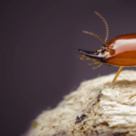 Effective Termite Control Services in Lahore