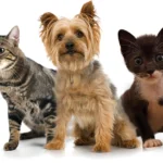 Pets Care in Australia