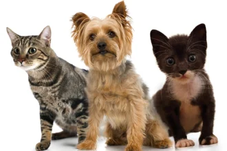 Pets Care in Australia