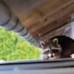 Raccoon Removal In Houston